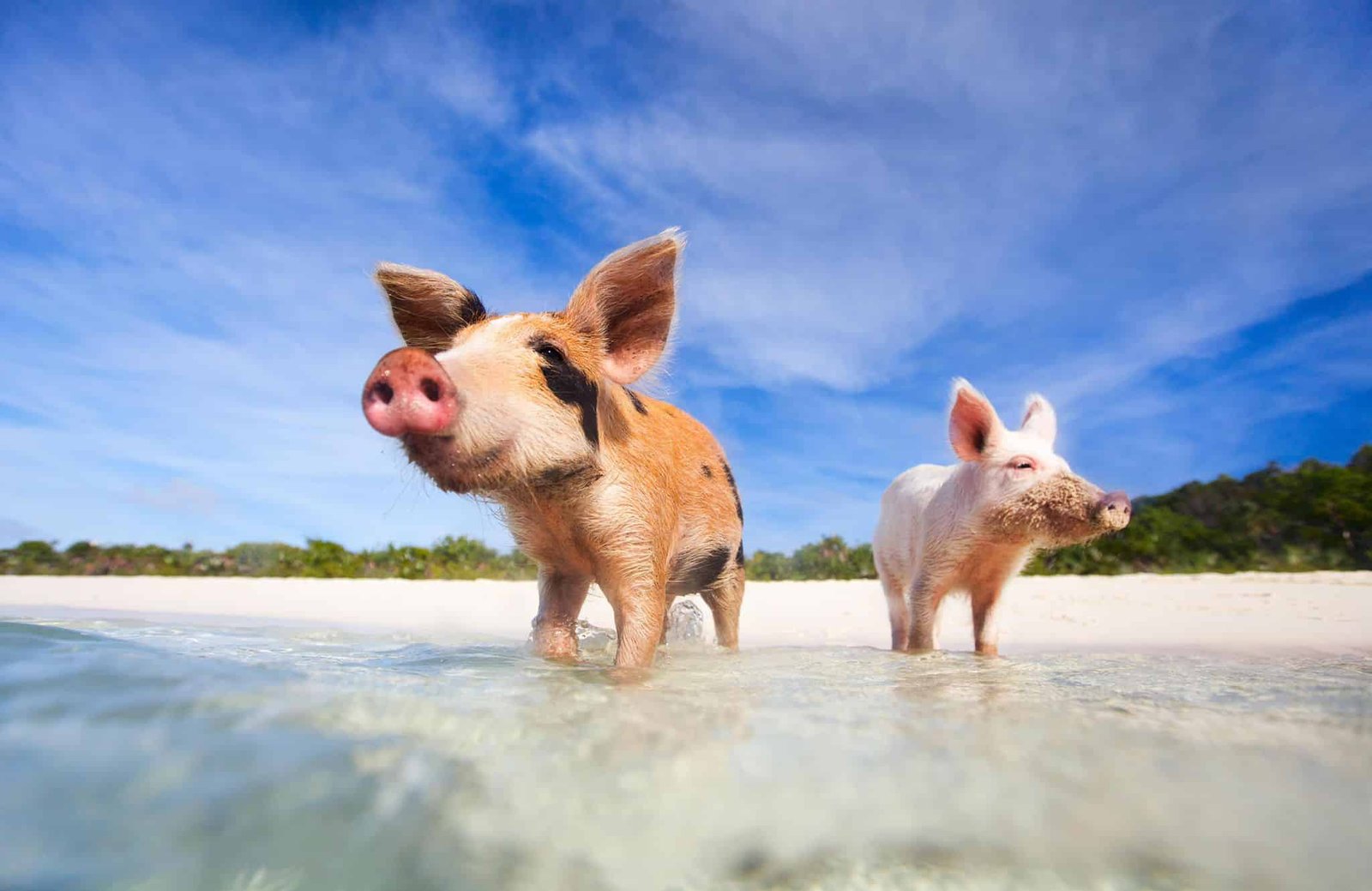Swimming-pigs-Nassau